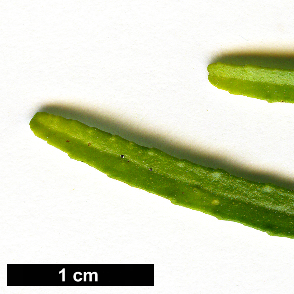 High resolution image: Family: Rutaceae - Genus: Choisya - Taxon: dumosa - SpeciesSub: var. arizonica 'Whetstone'